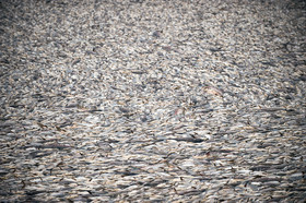 مرگ 2 میلیون ماهی در سد فشافویه